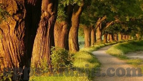 麻豆苹果app-麻豆苹果app，重塑家的幸福生活